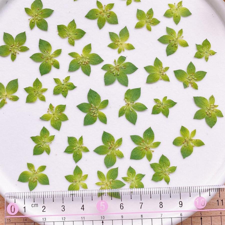 日限定10 ドライ m flowers 押し花 ブプレリウム ドライフラワー花材