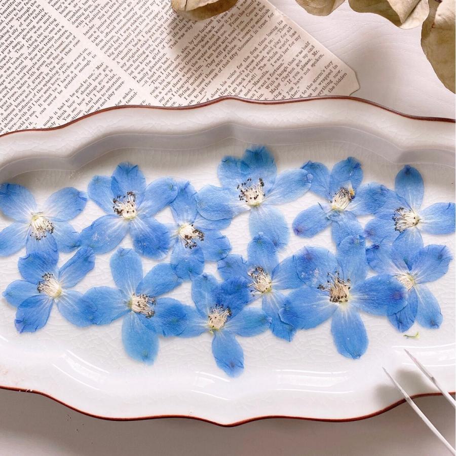 日限定10 ドライ m flowers 押し花 デルフィニウム 水色 ドライ