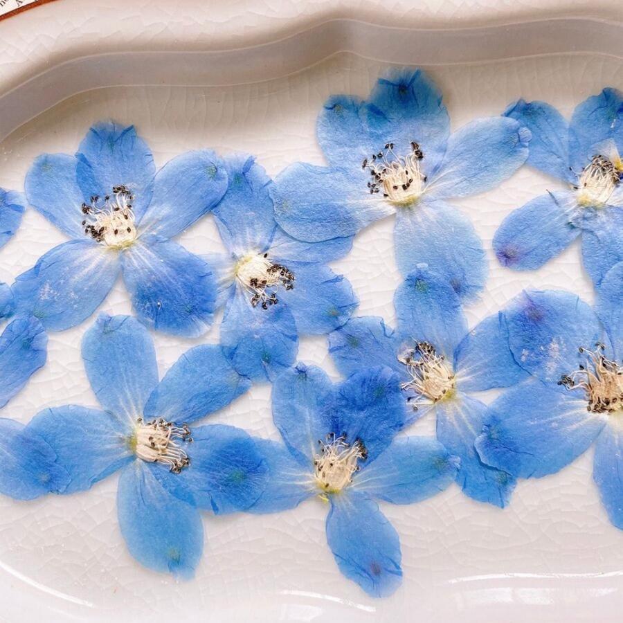 日限定10 ドライ m flowers 押し花 デルフィニウム 水色 ドライ