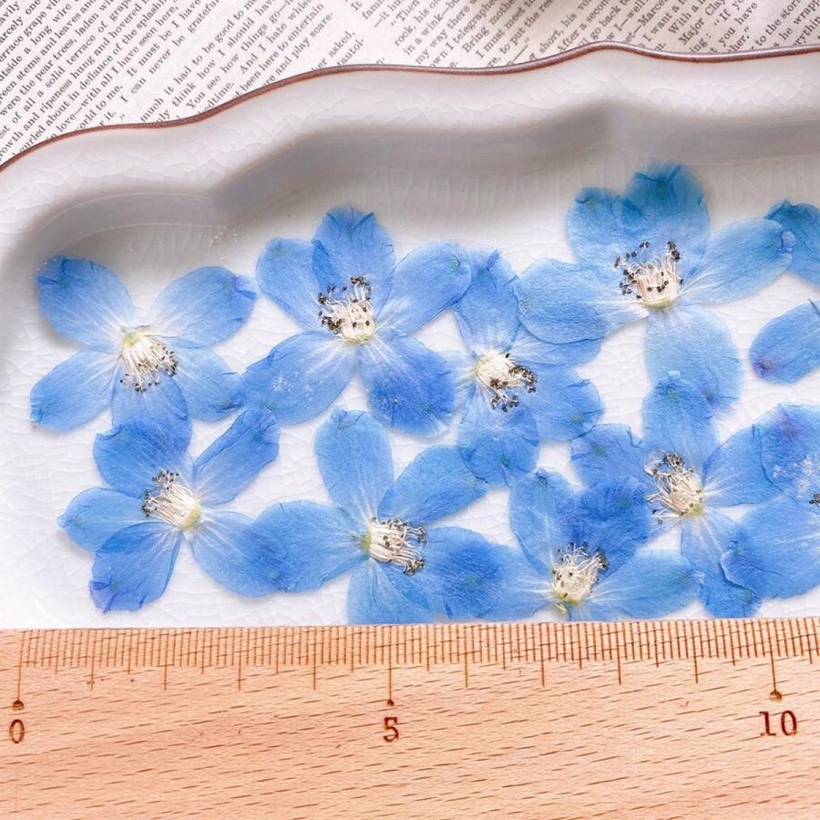 日限定10 ドライ m flowers 押し花 デルフィニウム 水色 ドライ