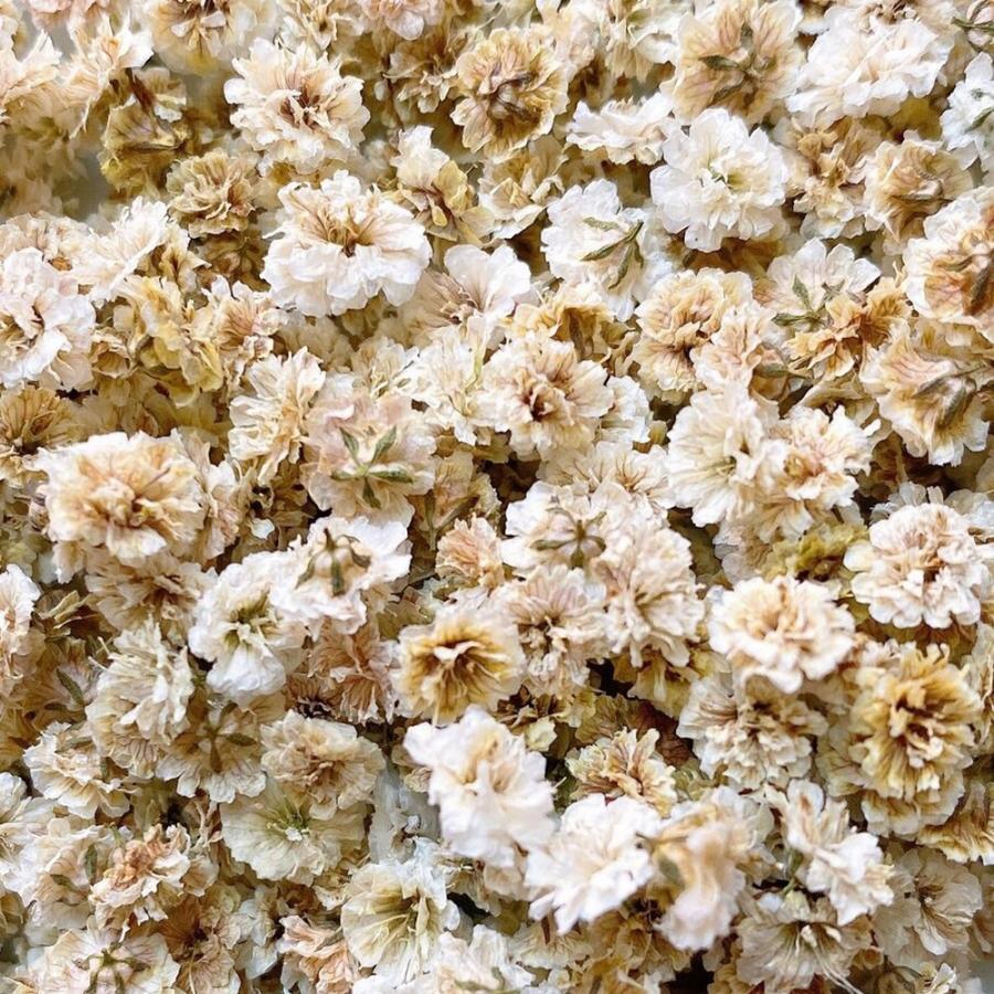 日限定10 ドライ m flowers かすみ草 中サイズ ブラウン ドライ