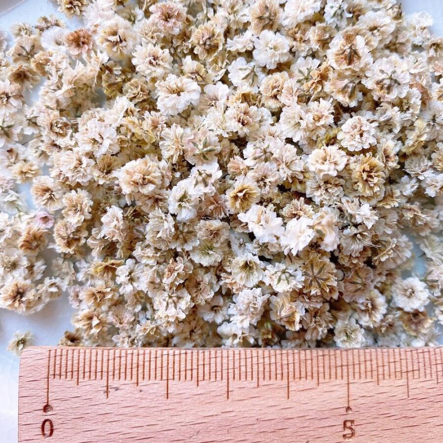 日限定10 ドライ m flowers かすみ草 中サイズ ブラウン ドライ