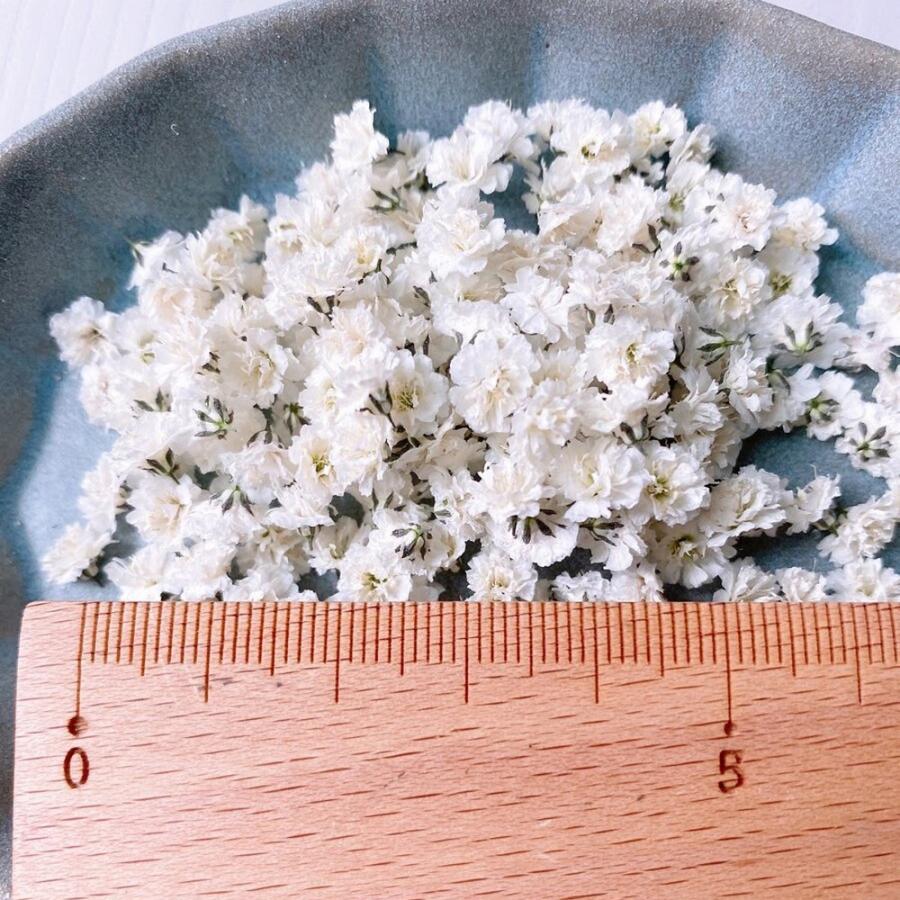 中小粒多め】かすみ草ドライフラワー✢ホワイトつめつめカップ 楽天