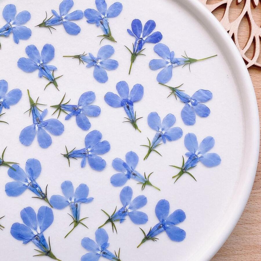 ハンドメイド　花材　ドライフラワー　マトリカリア　寒色系　20輪+α ハンドメイド 花材 ドライフラワー マトリカリア 寒色系 20輪+α C