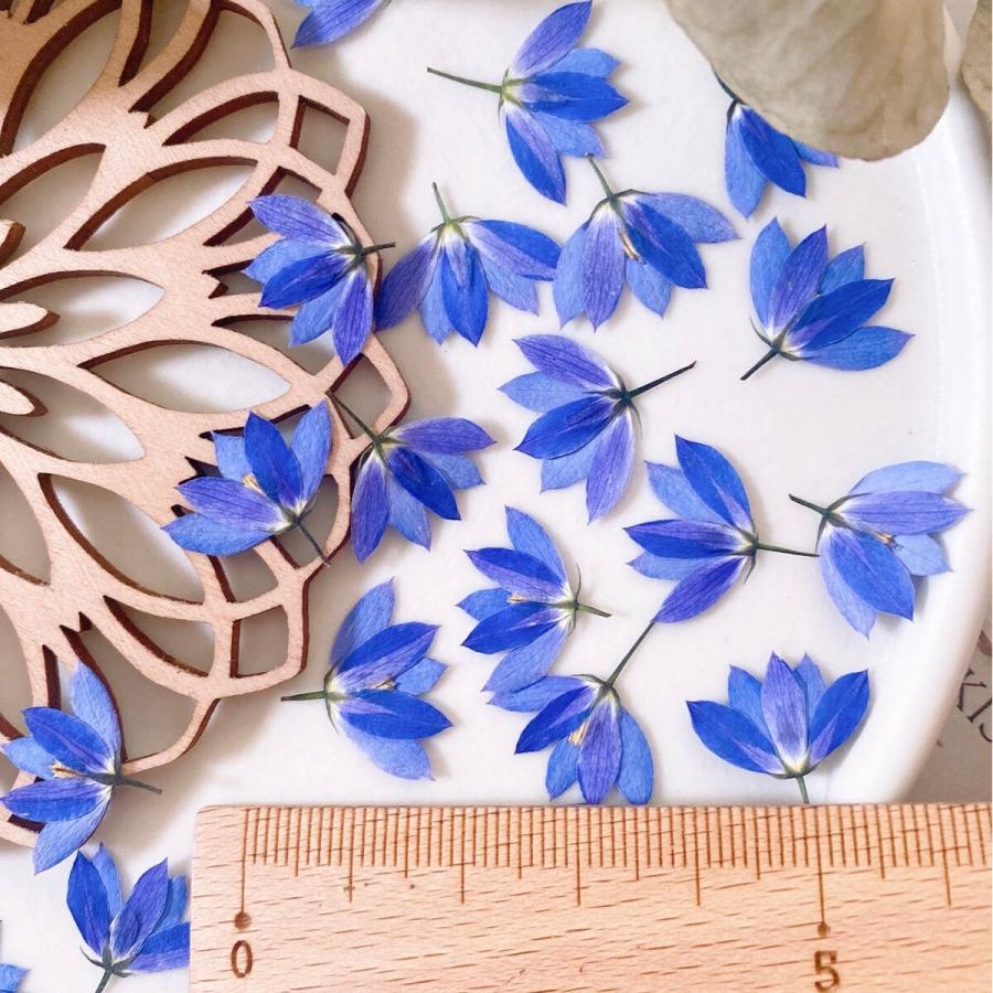 日限定10 ドライ m flowers 押し花 ブルーベル ドライフラワー花材