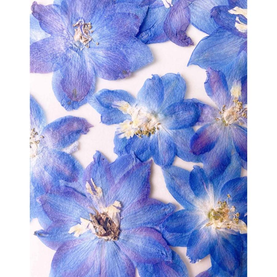 日限定10 ドライ m flowers 押し花 八重咲きデルフィニウム ブルー