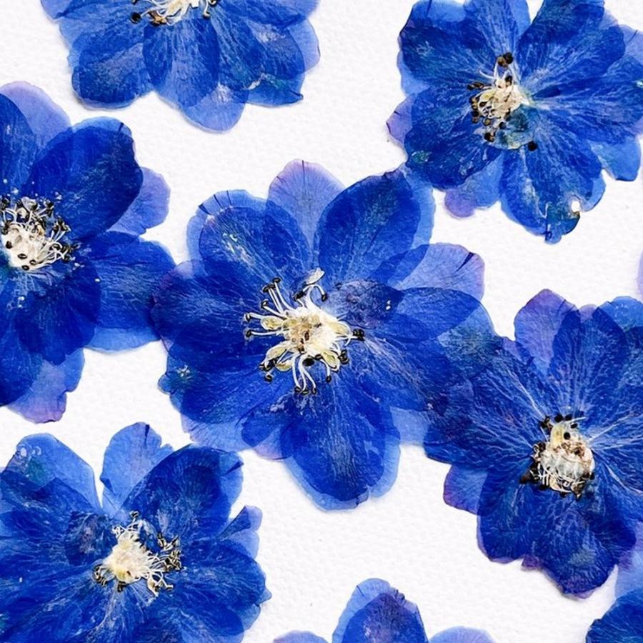 花材セット ブルー  Ｎｏ．608 日限定10 ドライ m flowers 押し花 八重咲きデルフィニウム ブルー