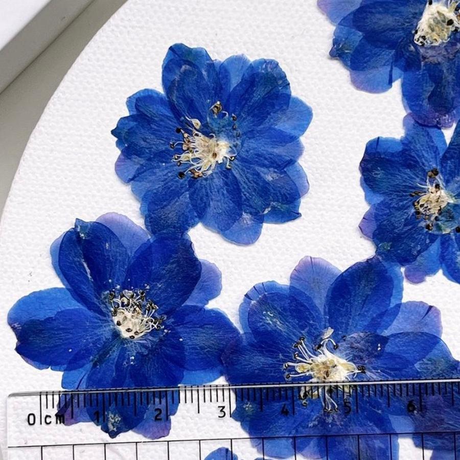 日限定10 ドライ m flowers 押し花 八重咲きデルフィニウム ブルー