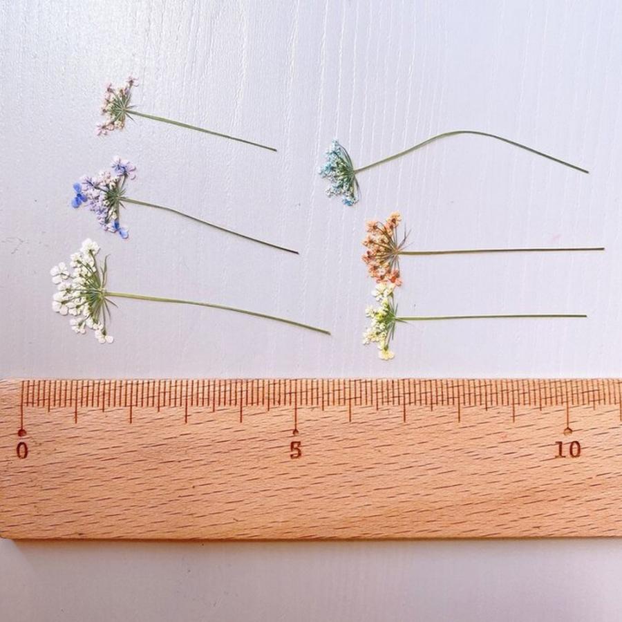 日限定10 ドライ m flowers 押し花 茎付きレースフラワー 着色 ロング