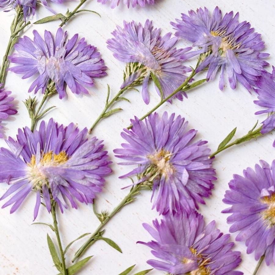 日限定10 ドライ m flowers 押し花 孔雀アスター カクテルドレス