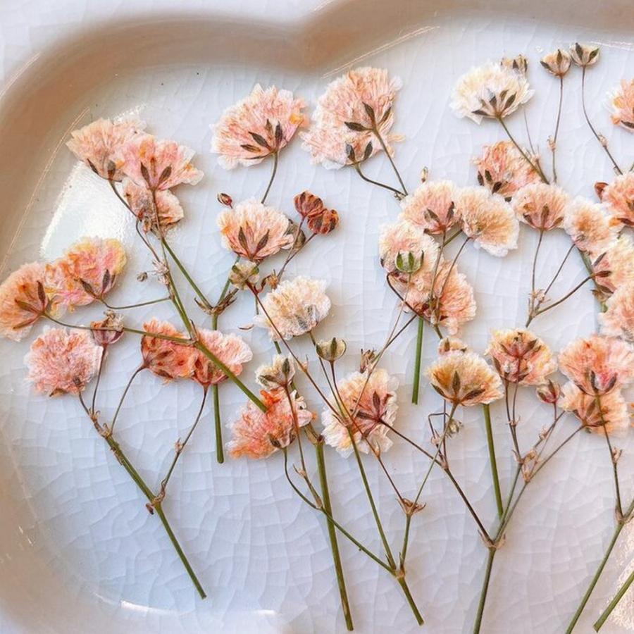 押し花・ドライフラワー花材 calm beach 日限定10 ドライ m flowers 押し花 かすみ草 オレンジ ドライフラワー