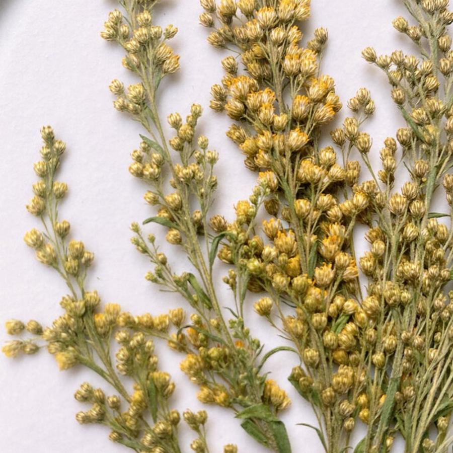 日限定10 ドライ m flowers 押し花 ソリダコ ドライフラワー花材 : は