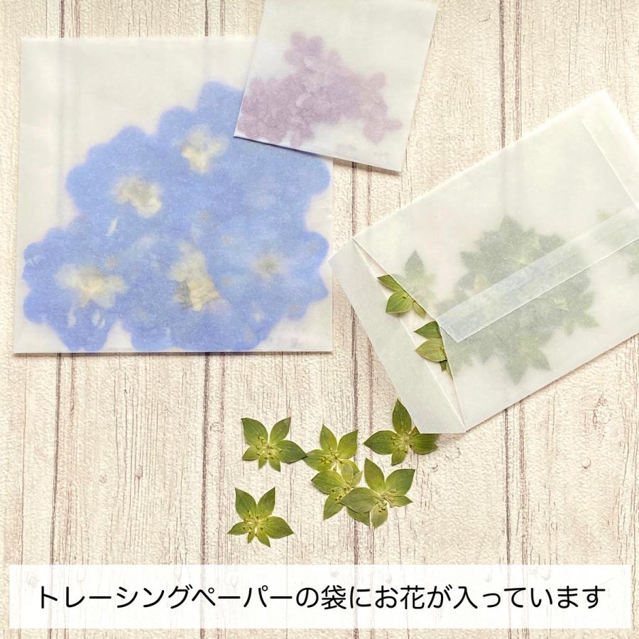 日限定10 ドライ m flowers 押し花 ソリダコ ドライフラワー花材 : は