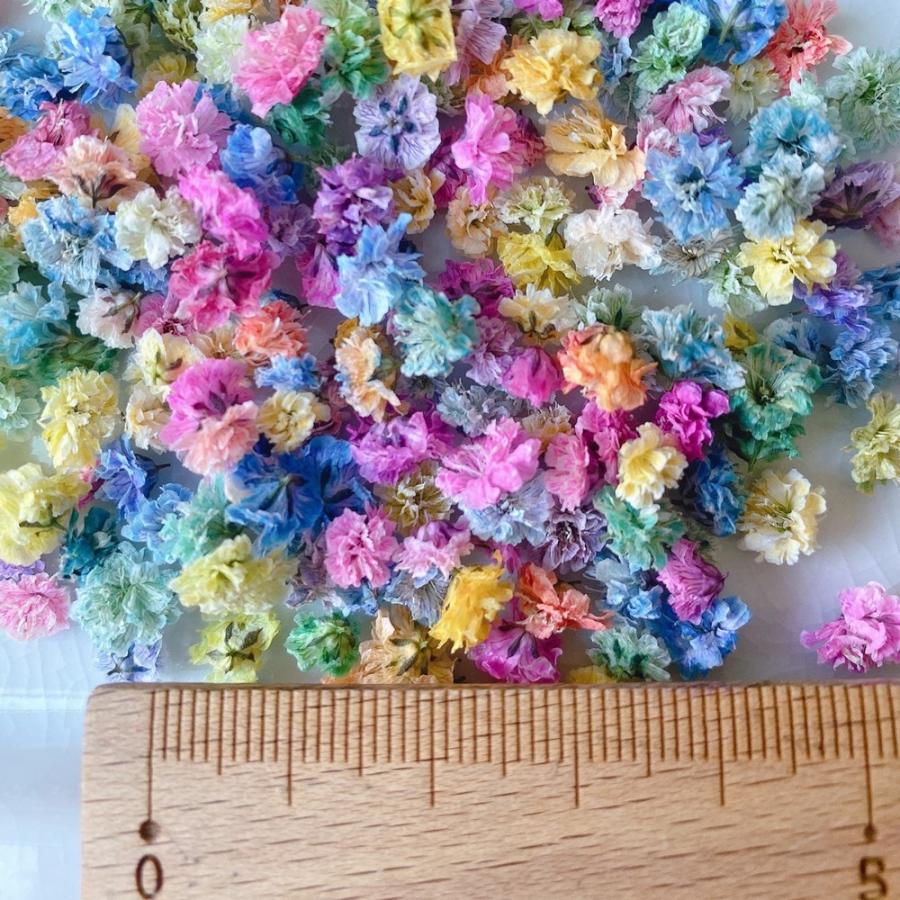 日限定10 ドライ m flowers かすみ草 カラフルミックス ドライフラワー