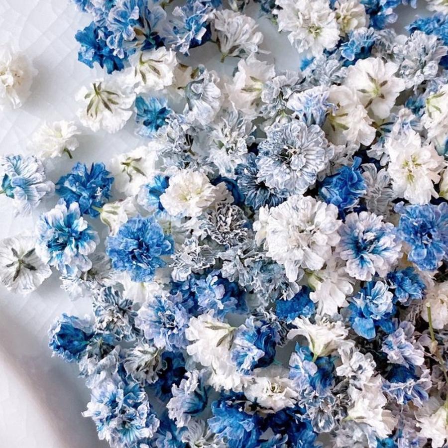 日限定10 ドライ m flowers かすみ草 ダークミックス ドライフラワー花