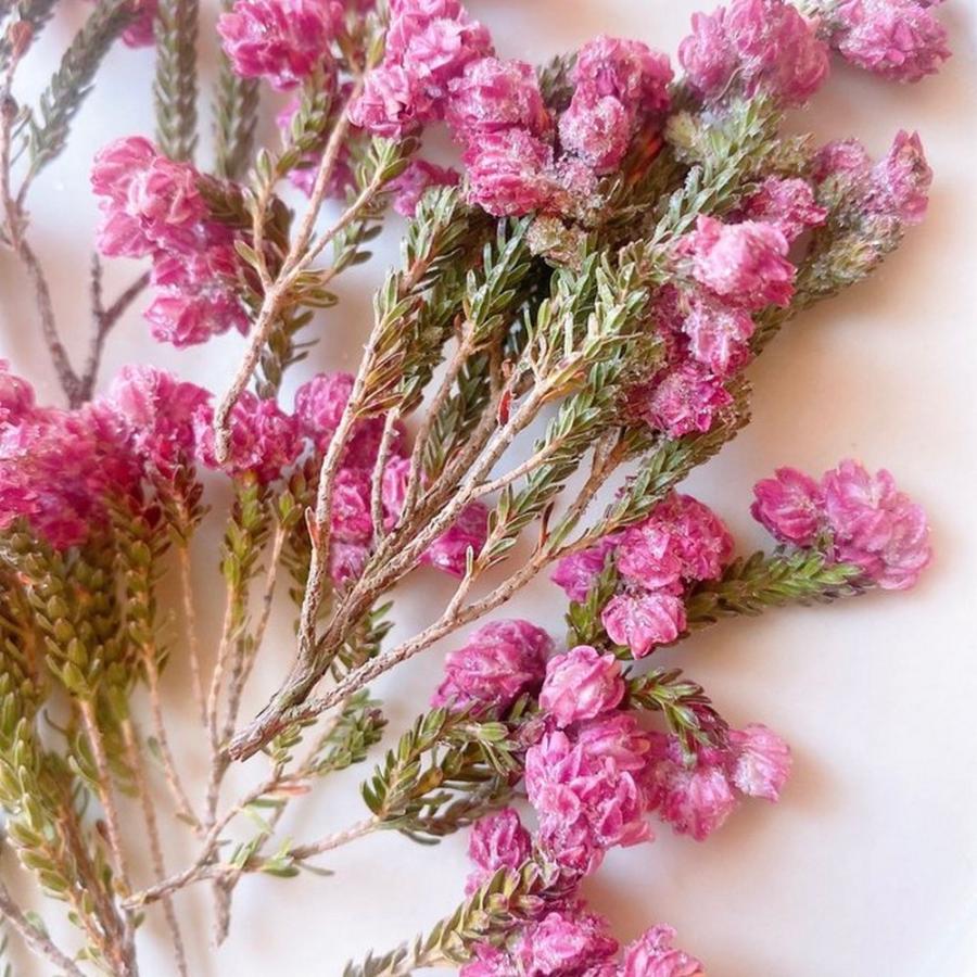 日限定10 ドライ m flowers エリカ ベラ 茎付き ドライフラワー花材