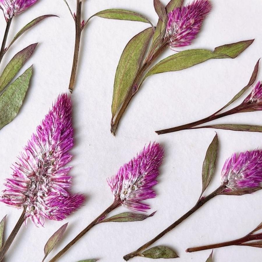 日限定10 ドライ m flowers 押し花 ケイトウ ルビーパフェ ドライ