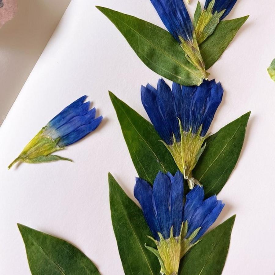 日限定10 ドライ m flowers 押し花 リンドウ 青 ドライフラワー花材