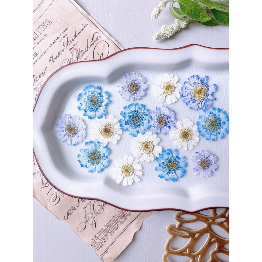 日限定10 ドライ m flowers 押し花 マトリカリア ダブルラテ 寒色