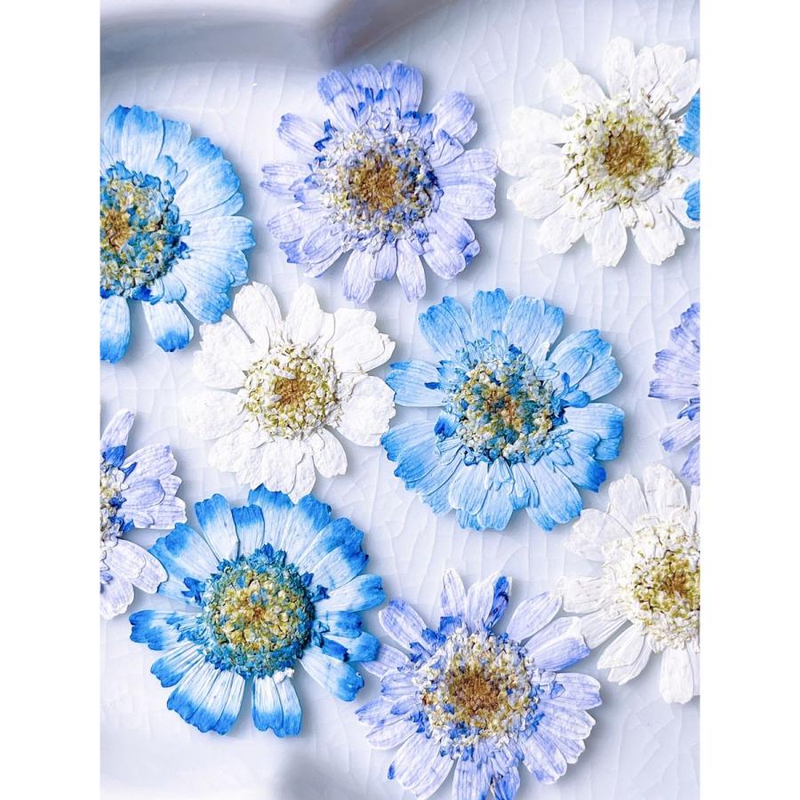 日限定10 ドライ m flowers 押し花 マトリカリア ダブルラテ 寒色