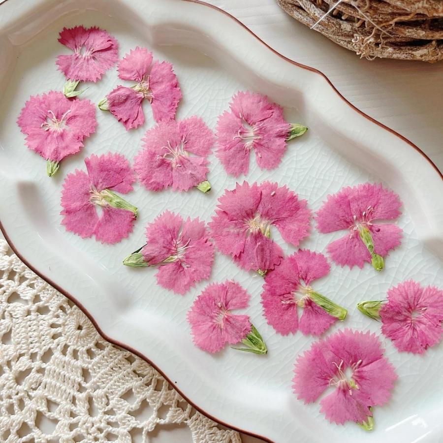 日限定10 ドライ m flowers 押し花 ナデシコ ピンク ドライフラワー花