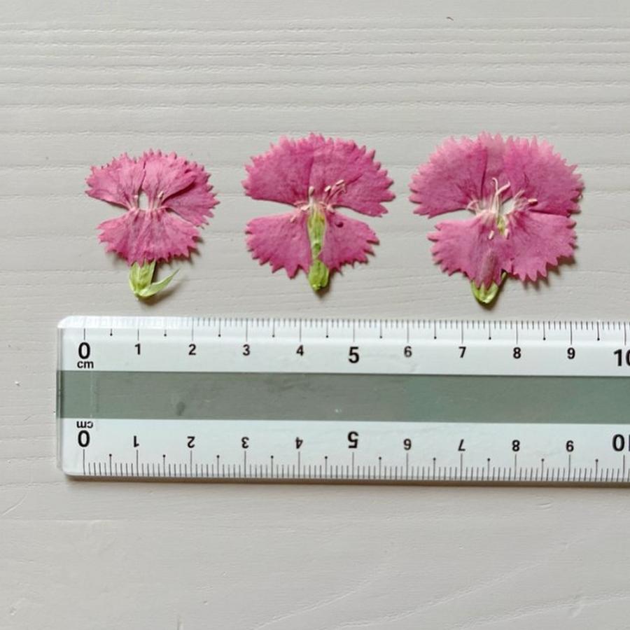 日限定10 ドライ m flowers 押し花 ナデシコ ピンク ドライフラワー花