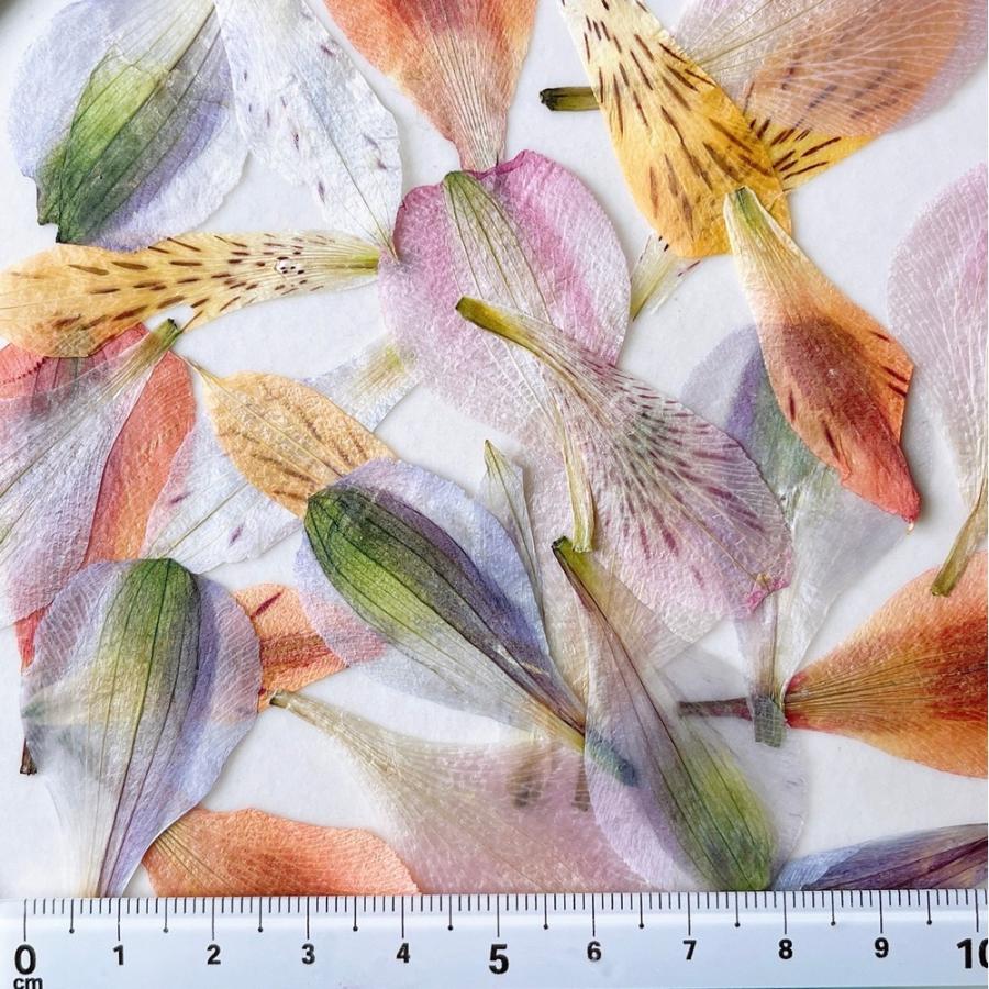 日限定10 ドライ m flowers 押し花 アルストロメリア 花びら ドライ