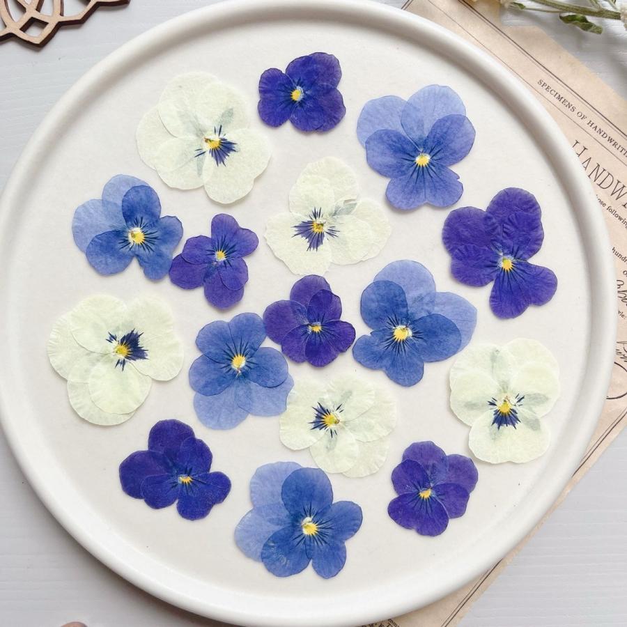 押し花・ドライフラワー花材 harmo29 日限定10 ドライ m flowers 押し花 ナデシコ ピンク ドライフラワー花