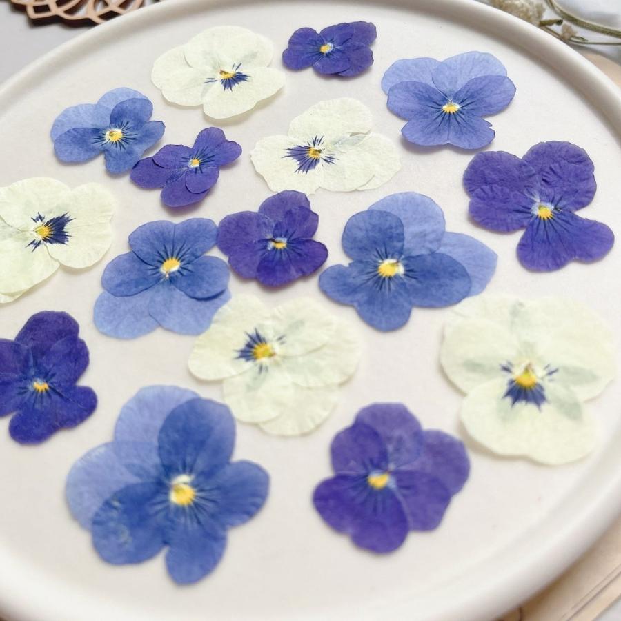 日限定10 ドライ m flowers 押し花 ビオラ ミックス ドライフラワー花