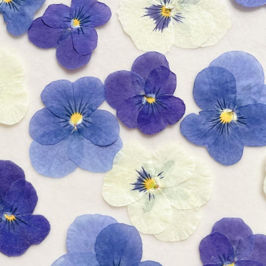 日限定10 ドライ m flowers 押し花 ビオラ ミックス ドライフラワー花