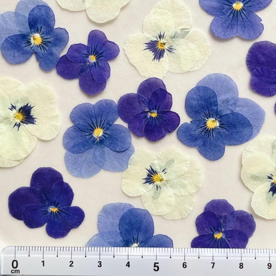 日限定10 ドライ m flowers 押し花 ビオラ ミックス ドライフラワー花
