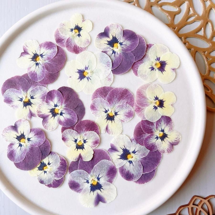 日限定10 ドライ m flowers 押し花 ビオラ オフホワイト×ワイン ドライ