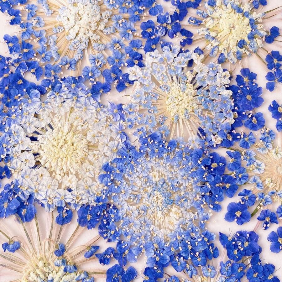 日限定10 ドライ m flowers 押し花 ブルーレースフラワー ドライ