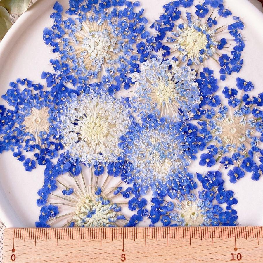 日限定10 ドライ m flowers 押し花 ブルーレースフラワー ドライ