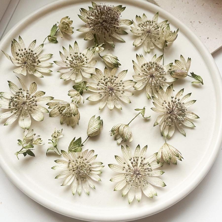 あゆたんさま❀おまとめ❀ドライフラワー❀ ⌇ ドライフラワー 𖤣𖥧𖥣𖡡𖥧𖤣 ドライの種類も飾り方もいろいろ