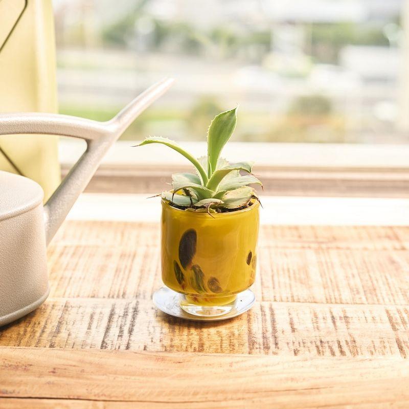 日限定07 ホワイエ DGガラスステップポット＆ソーサー