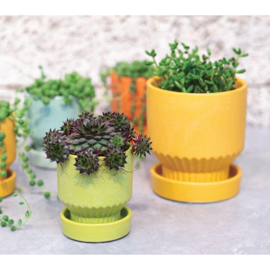 是好鉢展　3 新緑GＷ特売品 陶器の花瓶 5個セット 日限定07 グリーンポット ラブロー ミント 10cm CP-3610MI 植木鉢