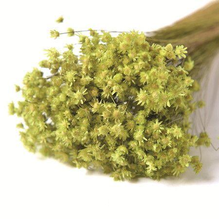 日限定10 ドライ 小分け フロールエバー マルセラ ライトグリーン 約3分の1束 Fldr0014 770 ドライフラワー花材 スターフラワー 235 はなどんやアソシエ 通販 Yahoo ショッピング
