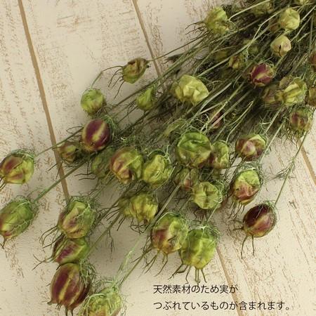 日限定10 ドライ 小分け 大地農園 フーセンポピー フレッシュグリーン 