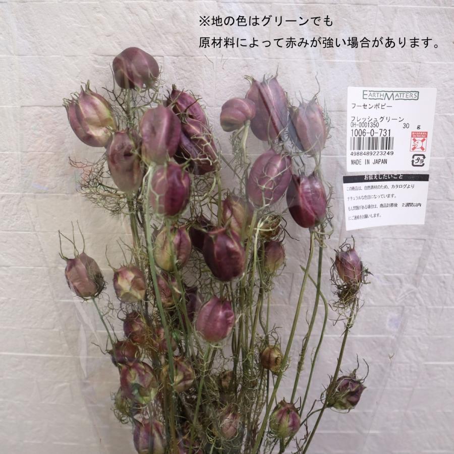 日限定10 ドライ 小分け 大地農園 フーセンポピー フレッシュグリーン 