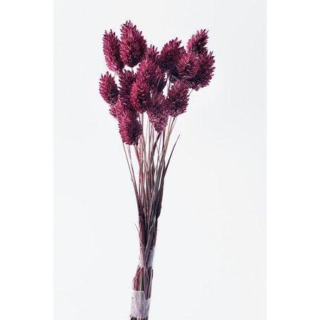 日限定10 ドライ 小分け 激安特価品 大地農園 ポアプランツ 4 230 約3分の1束 クラシックローズ ドライフラワー花材