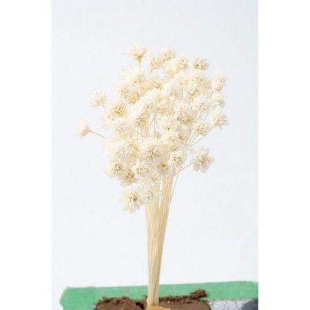 日限定10 ドライ 小分け 大地農園 ミニコーンフラワー 白 約1 3束