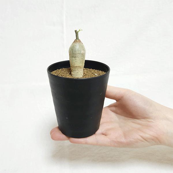 まるまる【激レア/極美/大株/塊根植物】アデニア ペナンギアナ 鉢植え まるまる【激レア/極美/大株/塊根植物】アデニア ペナンギアナ