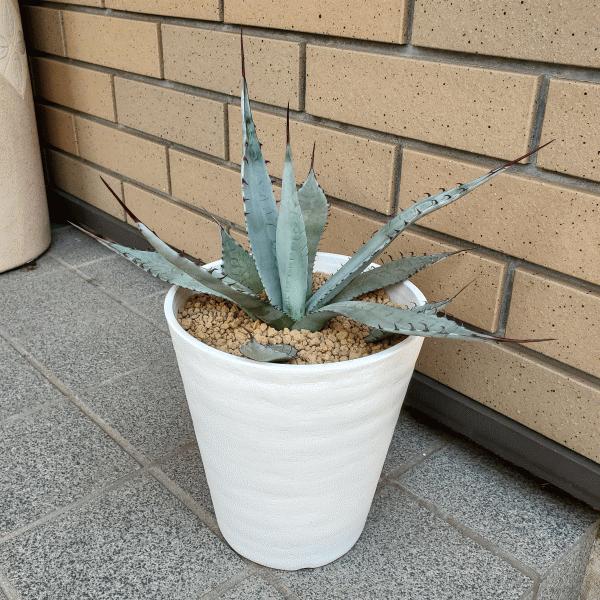 最安値挑戦 屈原の舞扇 6 0 セラアート鉢 アガベ 観葉 多肉 植物 送料無料 お祝い インテリア 種類 プレゼント 現品 安い購入 Searchshop Gr