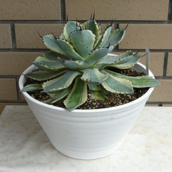 多肉 室内 9 0 観葉 送料無料 種類 セラアート鉢 お祝い 吉祥冠錦 吉祥冠錦 多肉 インテリア アガベ Ag Ksn90 ふらわーあんどぐりーんheh Y 植物 プレゼント 送料無料