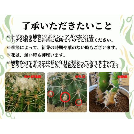 お試し 王妃雷神錦 3 0 プラ角鉢 アガベ 観葉 多肉 植物 インテリア 希少種 送料無料 特価 プレゼント お祝い