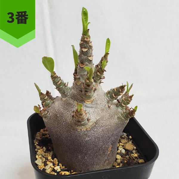 NEW アラビカム 黒肌 4.0 プラ鉢 アデニウム コーデックス 塊根 種類