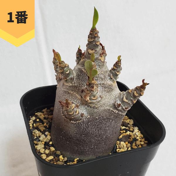 NEW アラビカム 黒肌 4.0 プラ鉢 アデニウム コーデックス 塊根 種類