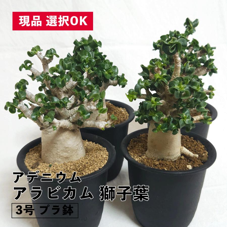 アデニウム アラビカム 獅子葉 3号 プラ鉢 塊根植物 一覧 種類 選べる