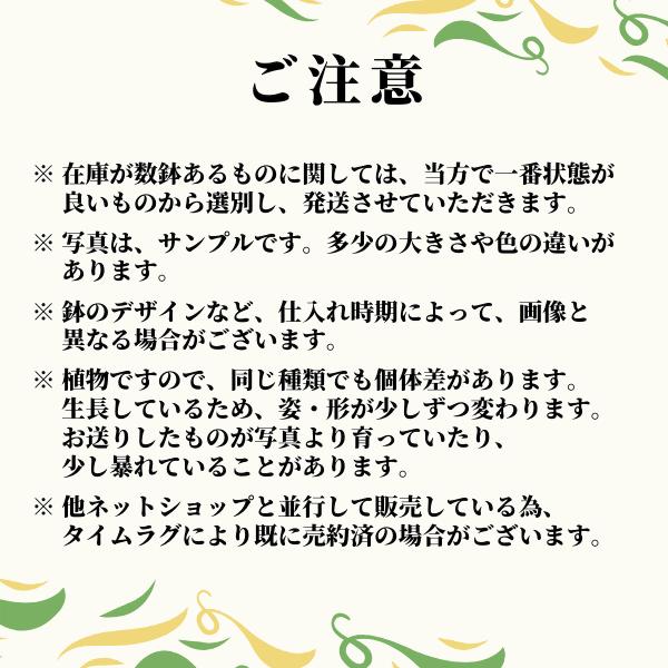 チランジア イオナンタ ドルイド 2個入り エアープランツ 珍奇 ビザール プランツ 観葉 多肉 植物 インテリア 送料無料 種類 プレゼント 吊り下げ オシャレ｜hanaerikaheh2008y｜09